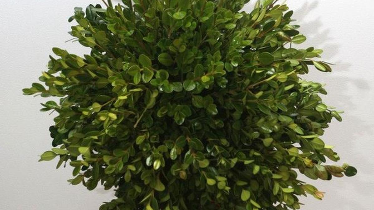 Mistletoe hangs often in hallway arches during the holiday season.
