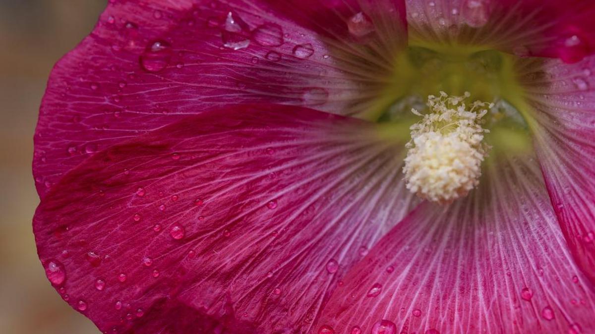 Water is the most essential plant nutrient, and water moves through the entire plant through an intricate plumbing system.