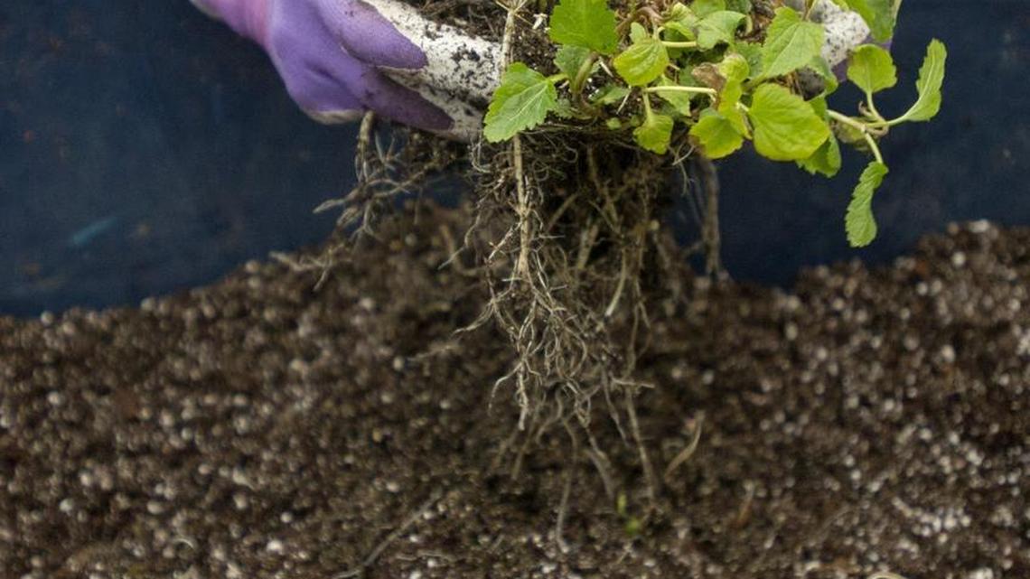 Over the garden fence: Soil quality is key for better crops