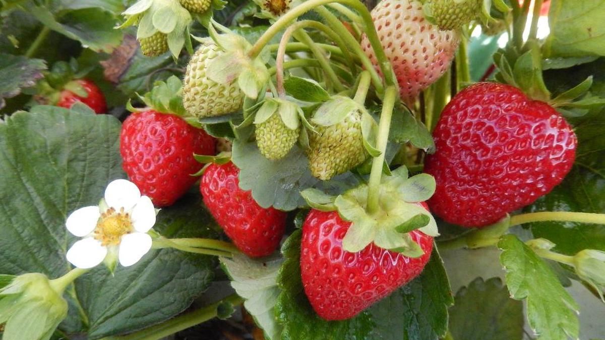 A new system of strawberry production has resulted in quality berries this fall at the Penn State High Tunnel Research and Education Center.
