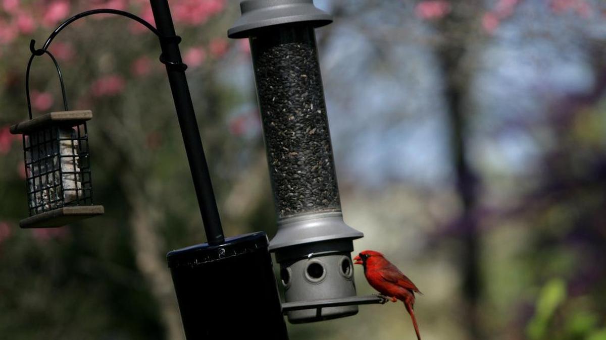 Bird feeders should be placed near trees or bushes if possible to give birds cover from other animals that may be lurking near the feeder.