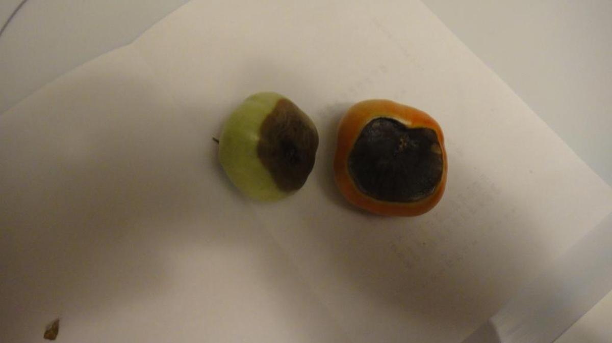 Blossom-end rot is a disorder that results in the decay of tomato fruits on their blossom end.