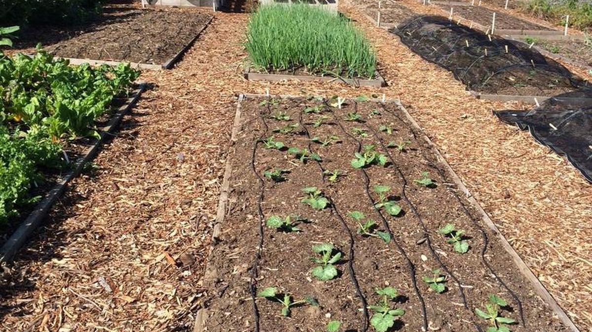 Proper soil is the key to a productive garden.
