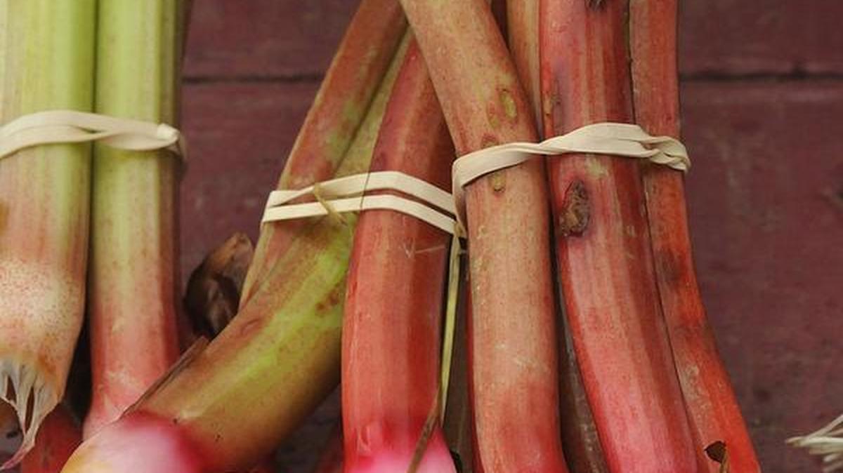 Rhubarb should be planted in the early spring.