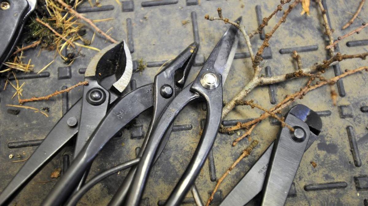 February is the perfect time to address the first essential task of the year — pruning.