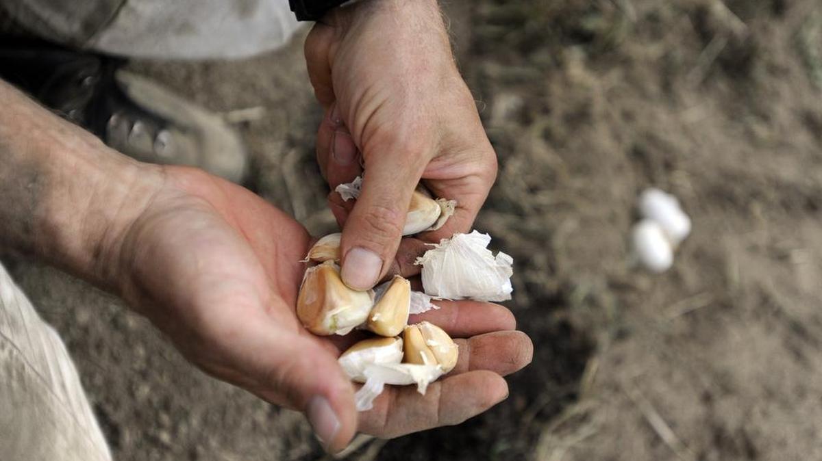 Garlic is propagated by planting cloves, and fall is the perfect time to plant.