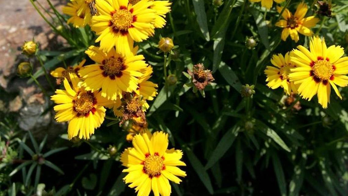 Over the garden fence: Make 2016 your best garden year