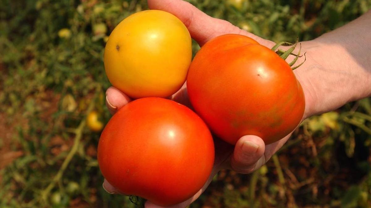 When harvesting tomatoes, wait until they are “red” ripe.