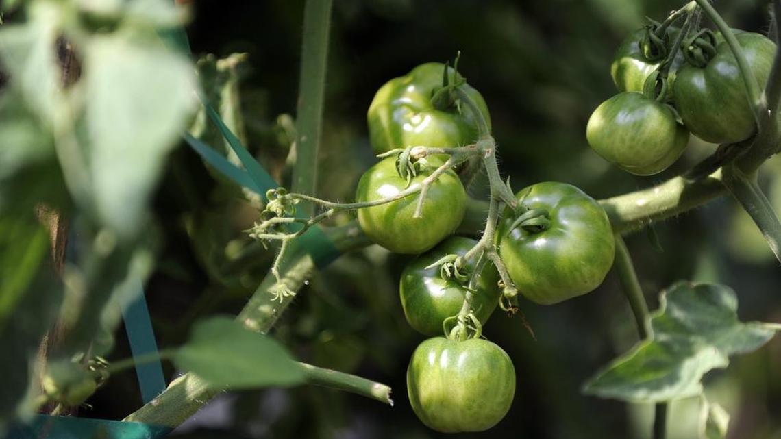 With the arrival of summer, warm season crops can be planted