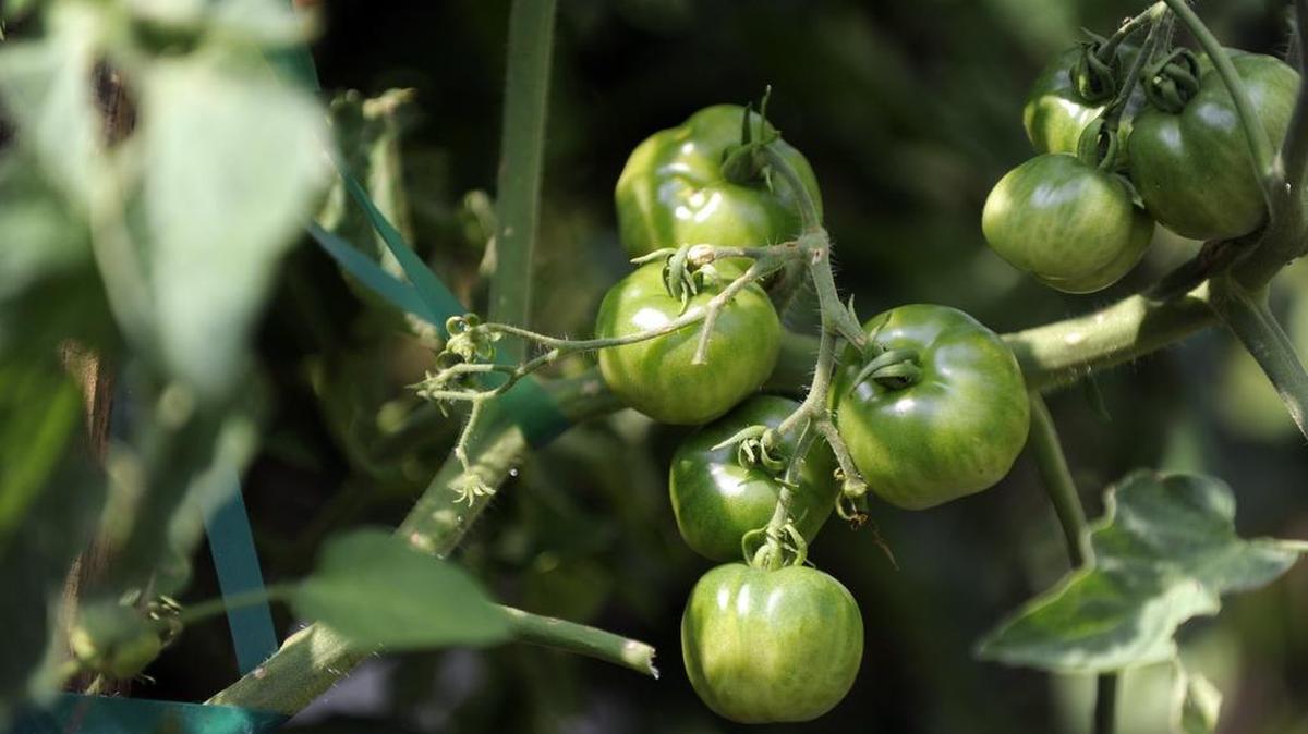 Should you purchase tomato plants with flowers and small tomatoes on them? Don’t think that this is a bargain because both blossoms and fruits should be pinched-off, otherwise plant growth will stop as soil nutrients are diverted to fruit production.
