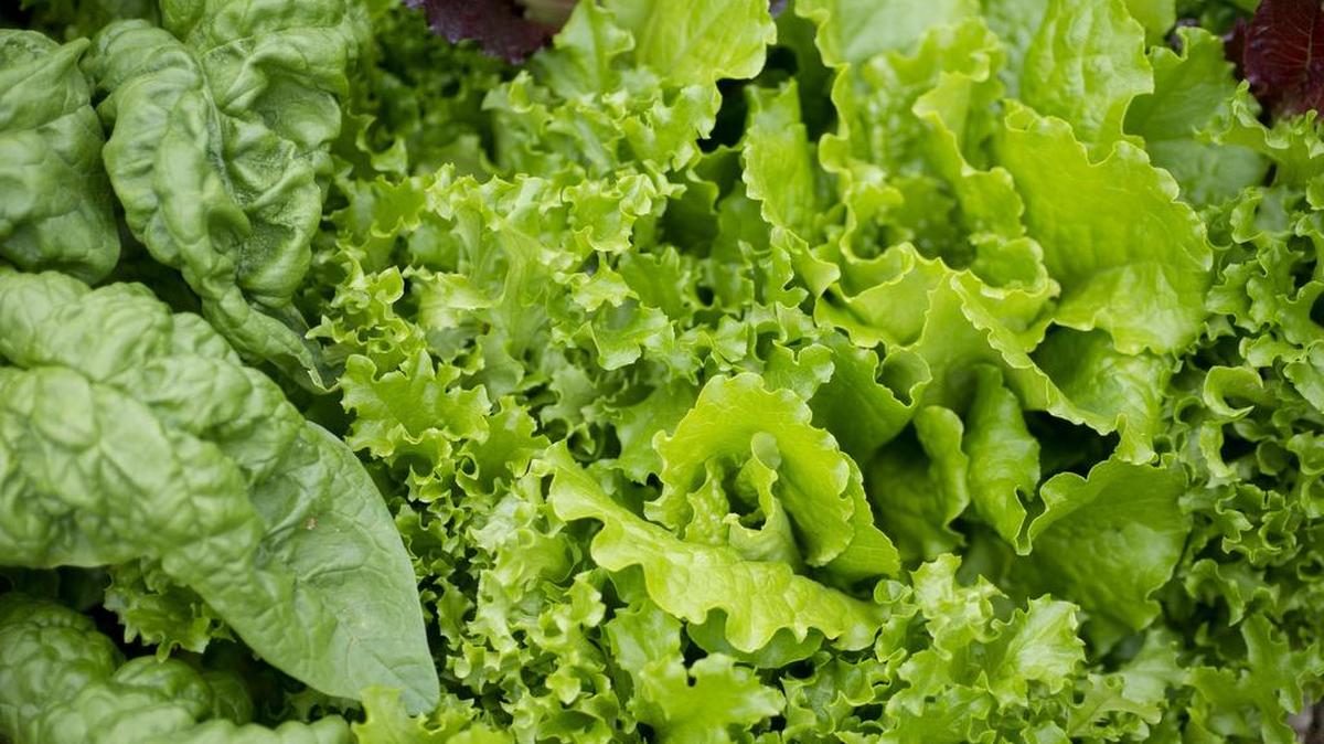 If you find that your garden is shaded, try leafy vegetables such as lettuce and shade tolerant flowers.