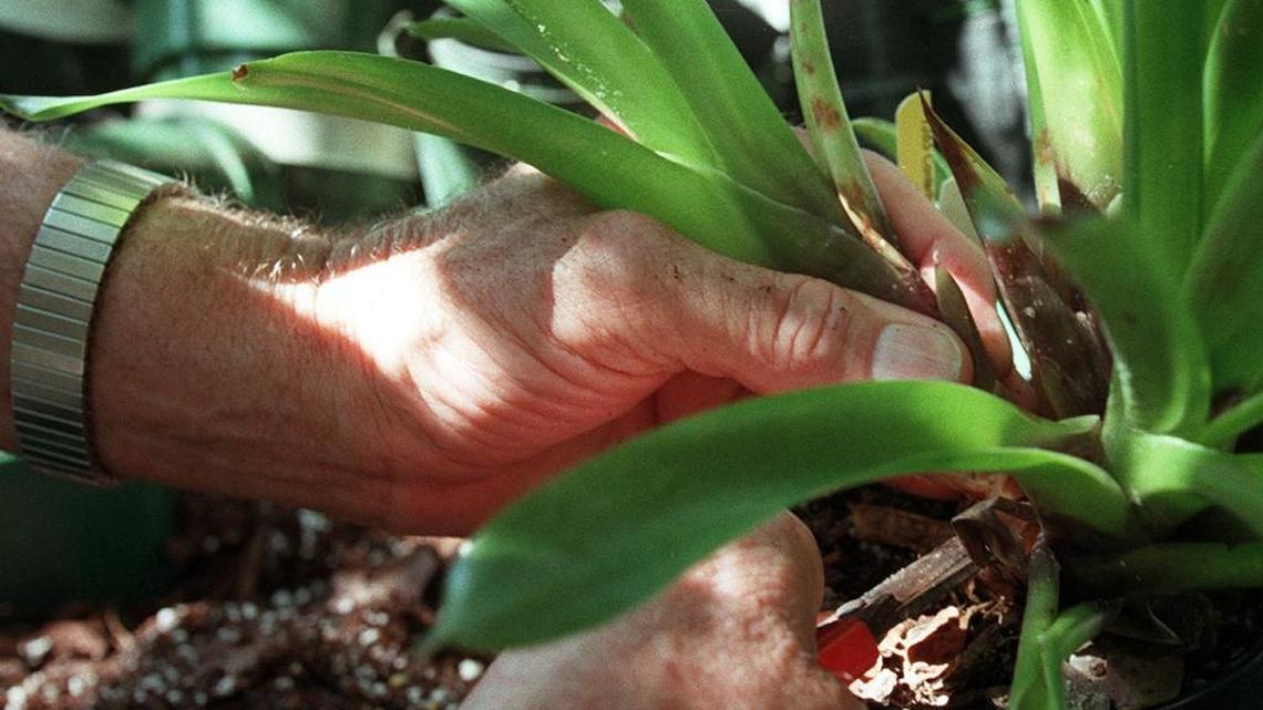 What to know about pruning