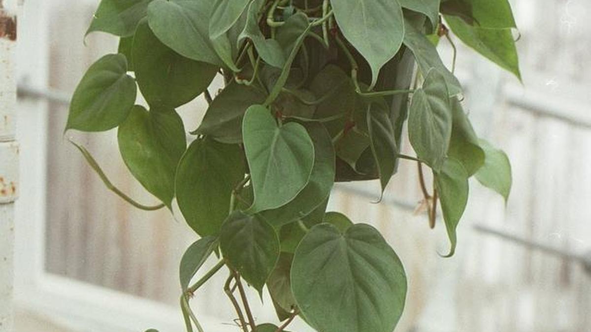 The philodendron plant adapts to a number of indoor situations.