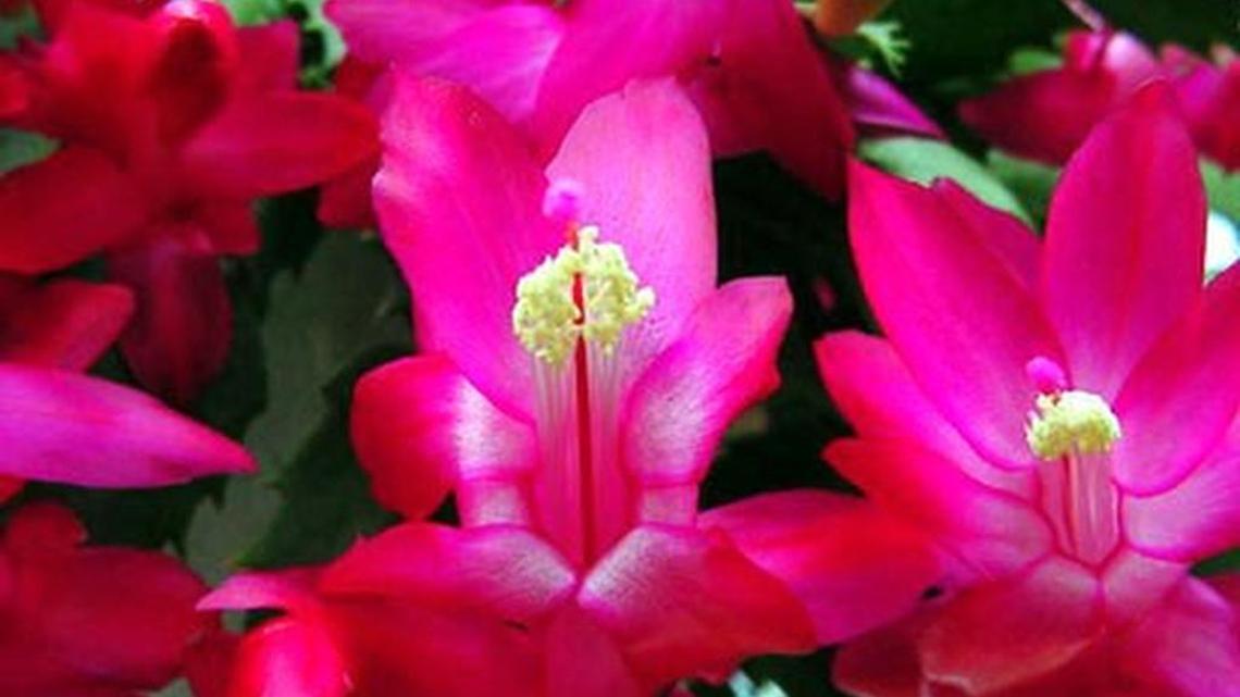 Caring for the Christmas cactus