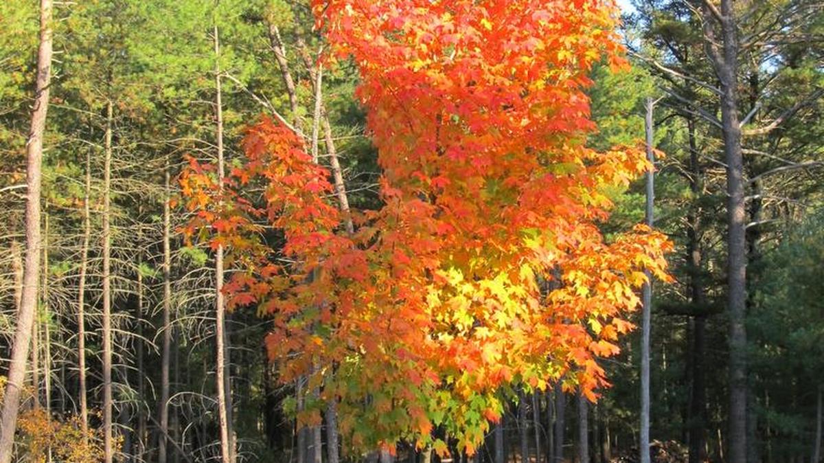 Sugar Maples will often display a mottled color pattern of red, orange and yellow colors on the same tree.