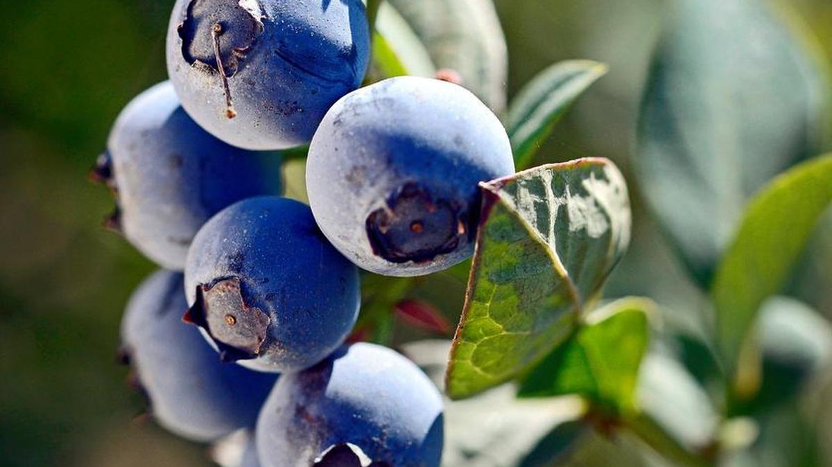 Blueberries, which ripen in late July to August, are attractive plants that yield delicious results.