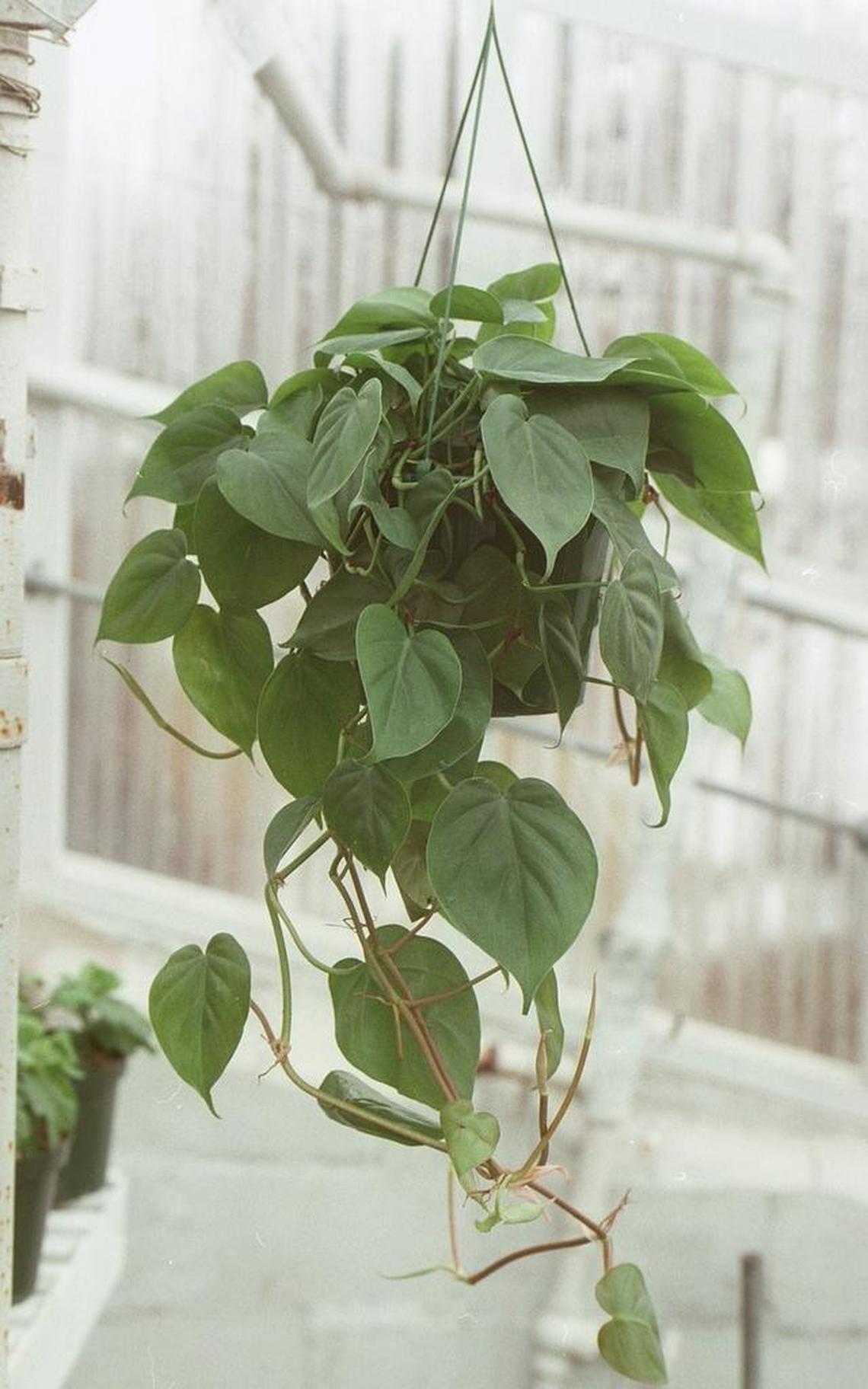 The philodendron is a popular indoor plant, but can be toxic to pets. 