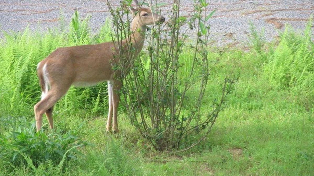 Deer can cause damage to gardens by consuming plants, including forsythia.