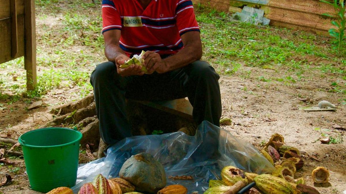 A veteran farmer demonstrates the proper method for opening cacao pods at a boot camp workshop.