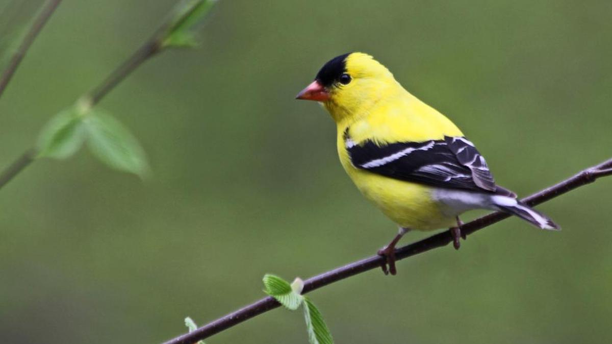 The American goldfinch is one of them many birds that can be observed along Centre County trails.
