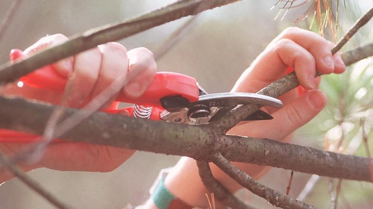 Pruning trees and shrubs improves the appearance and health of plants and can also help prevent personal property damage.