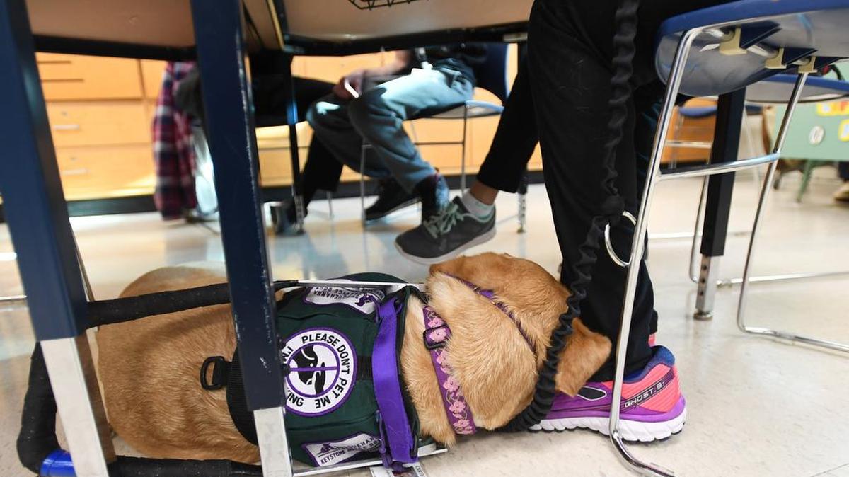 Katie Brigger’s service dog Zola rests on her feet Monday at the HUB-Robeson Center.