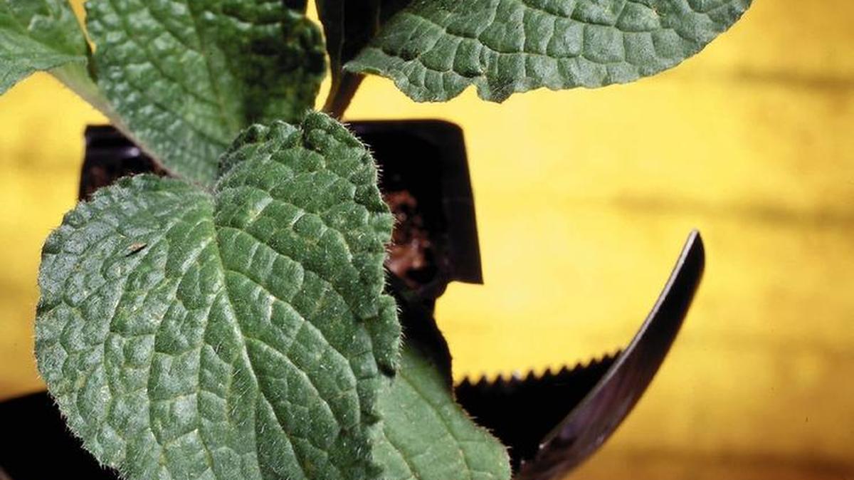 Herbs such as borage can be grown indoors during the winter to provide flavor in the kitchen.