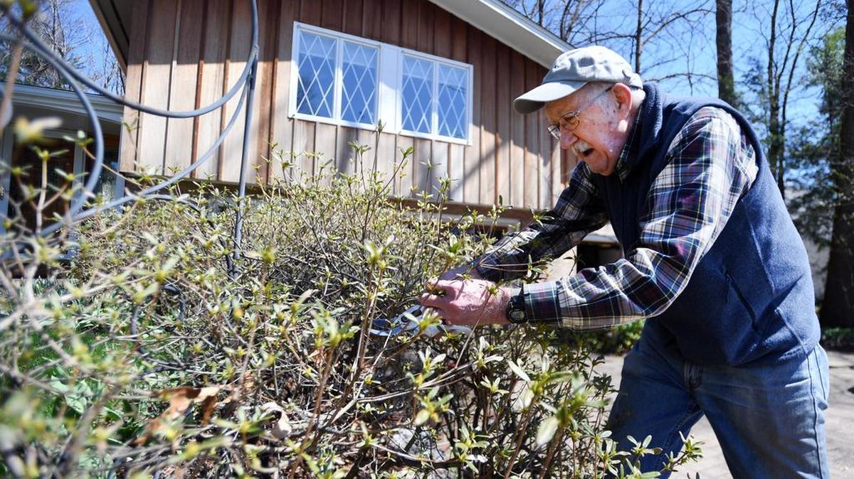 Charles Strauss prunes an azalea bush on April 9 at his home in State College.