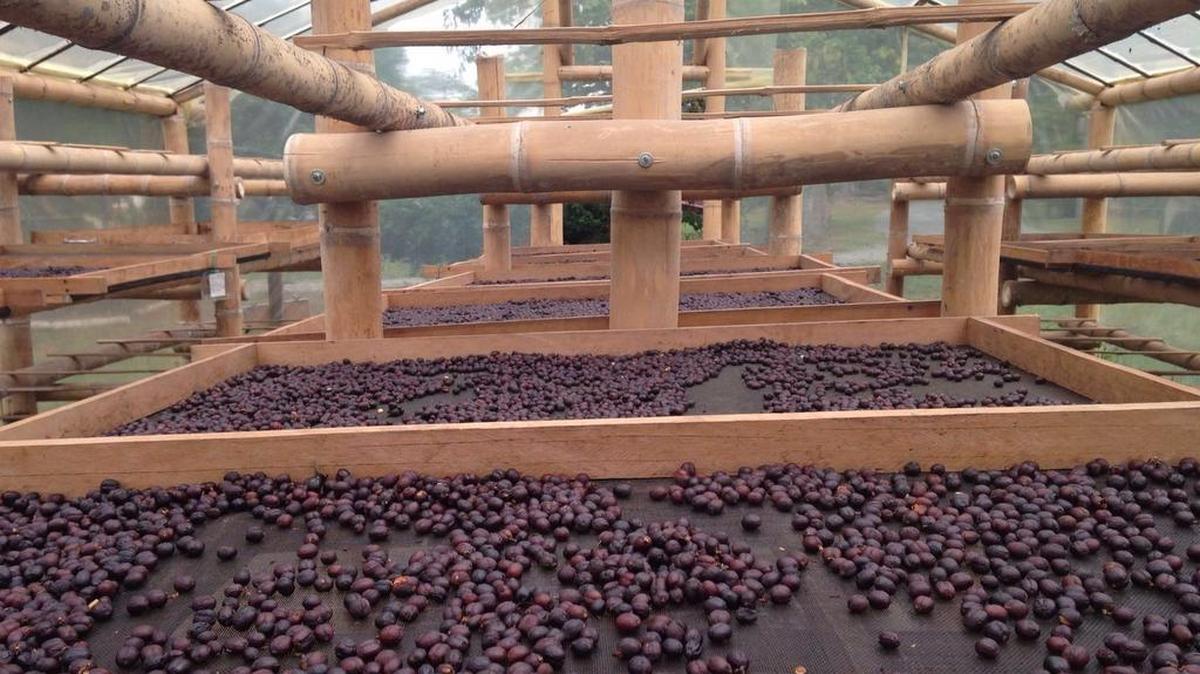 Coffee for the new Barranquero Cafe in State College is supplied by Cafe Jesus Martin in Colombia.