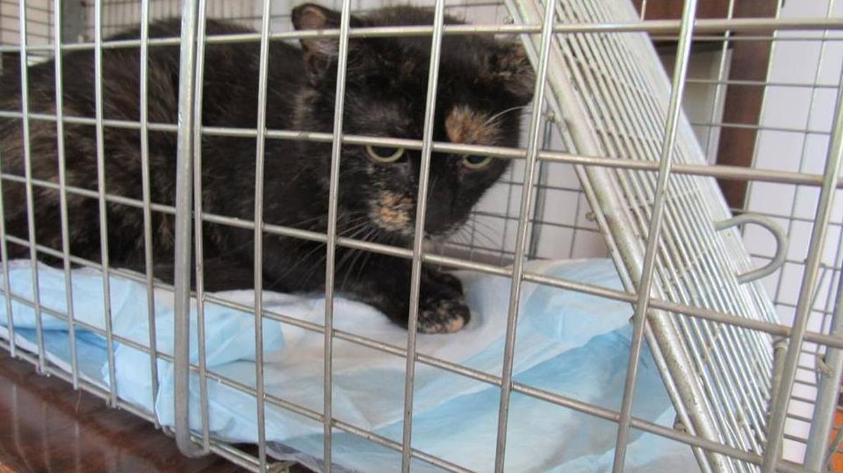 Brown Mommy was recently trapped, fixed and returned. She has had three litters since November.