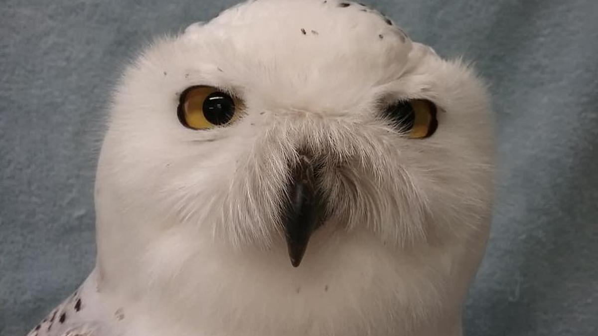 A snowy owl was rescued at Smithfield state prison in Huntingdon and is recovering at Centre Wildlife Care in Port Matilda.