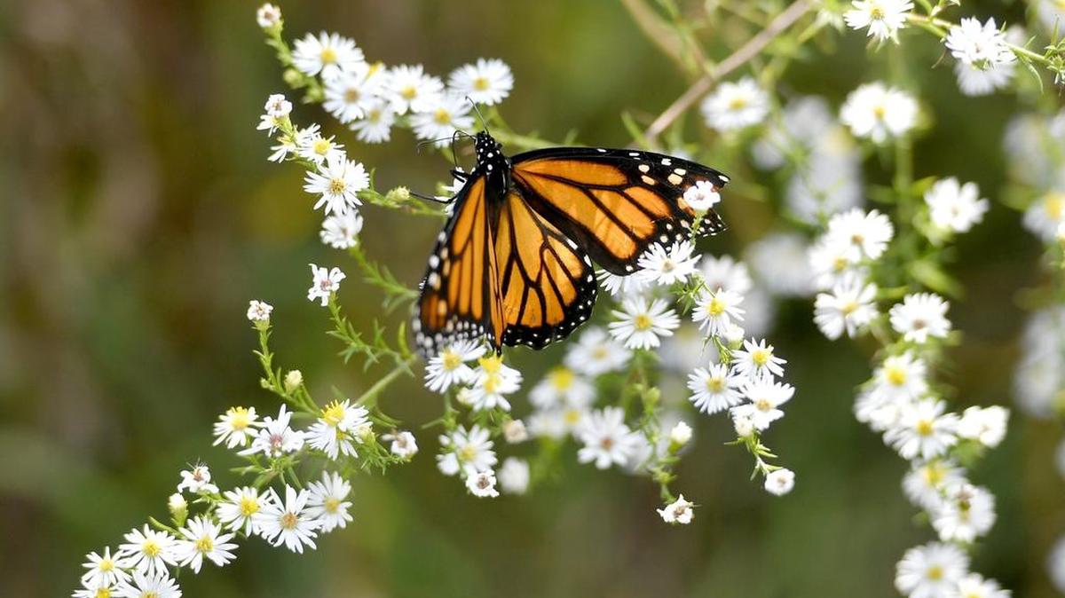 A monarch butterfly enjoys the flowers at the Tom Ridge and Julian Wetlands in this file photo.