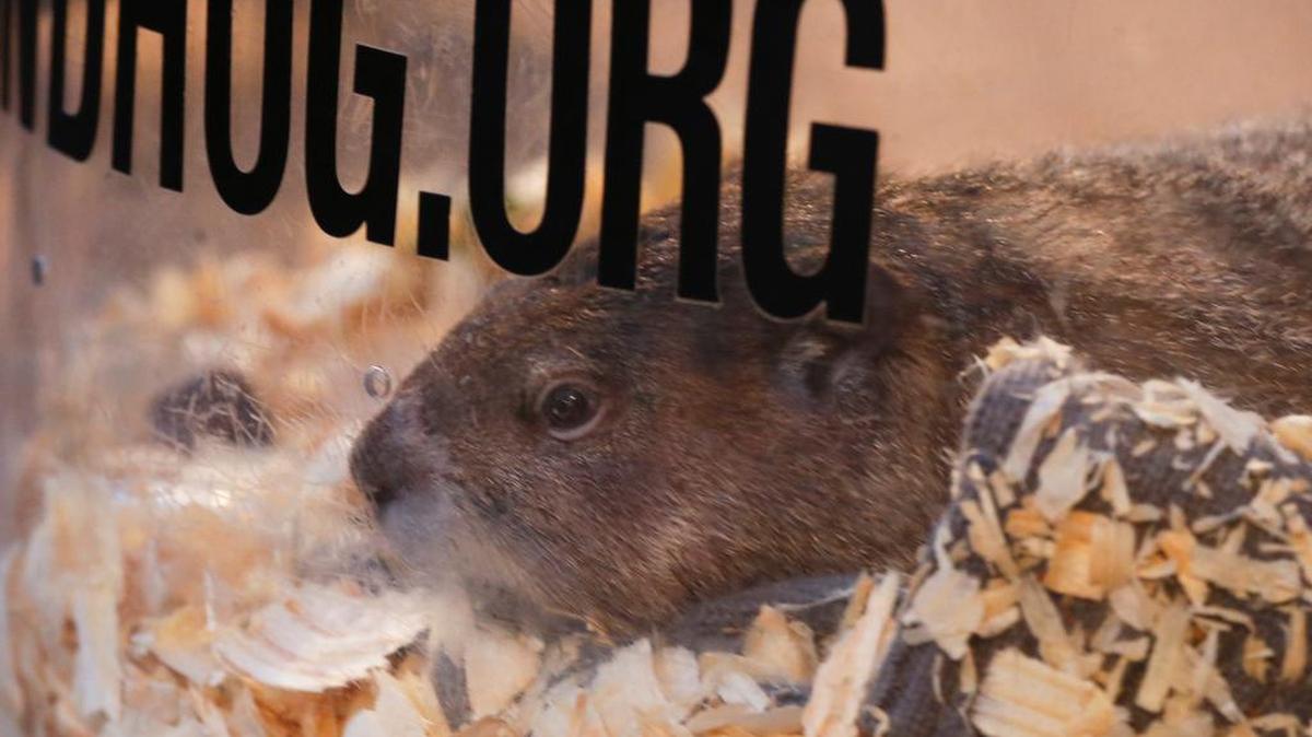 Punxsutawney Phil, the weather predicting groundhog, peers through the plastic of his container after Groundhog Day events in Gobbler’s Knob in Punxsutawney. Weather Channel meteorologist Stephanie Abrams touched a nerve with Rep. Peter Daley, D-Donora, after calling Phil “just a rodent.”