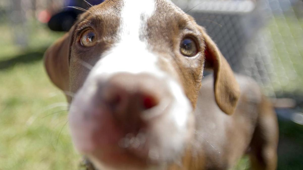 March 23 was National Puppy Day.