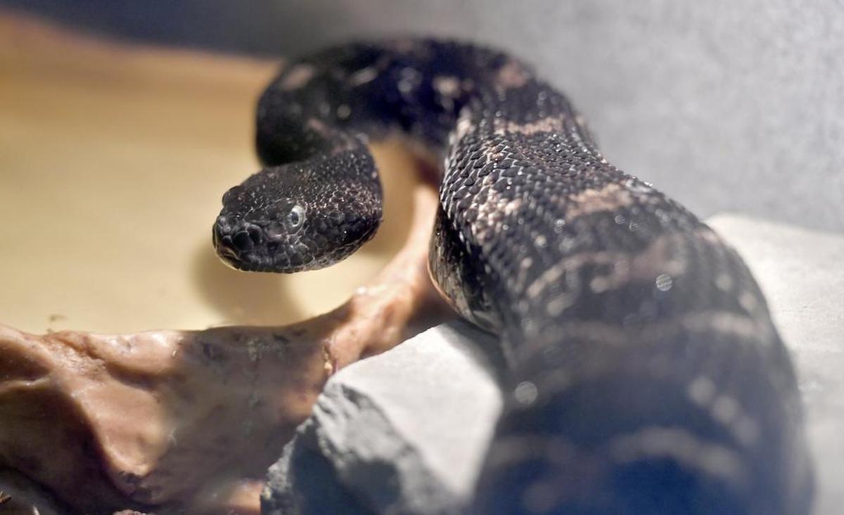 Timber rattlesnakes are venomous. This one was found in Pennsylvania.