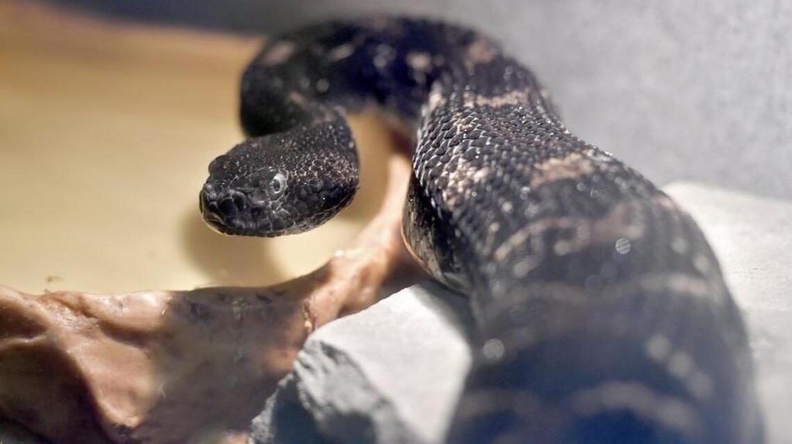 Snake in your southwest Illinois home? What to do if you come across one this summer