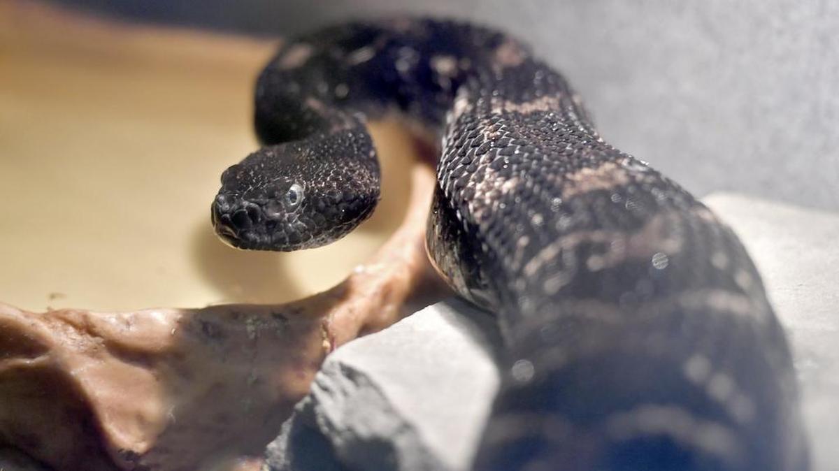Timber rattlesnakes, like the one seen here, are venomous and native to the metro-east. Here’s some expert advice on what to do if you come across a snake outside or inside your home.