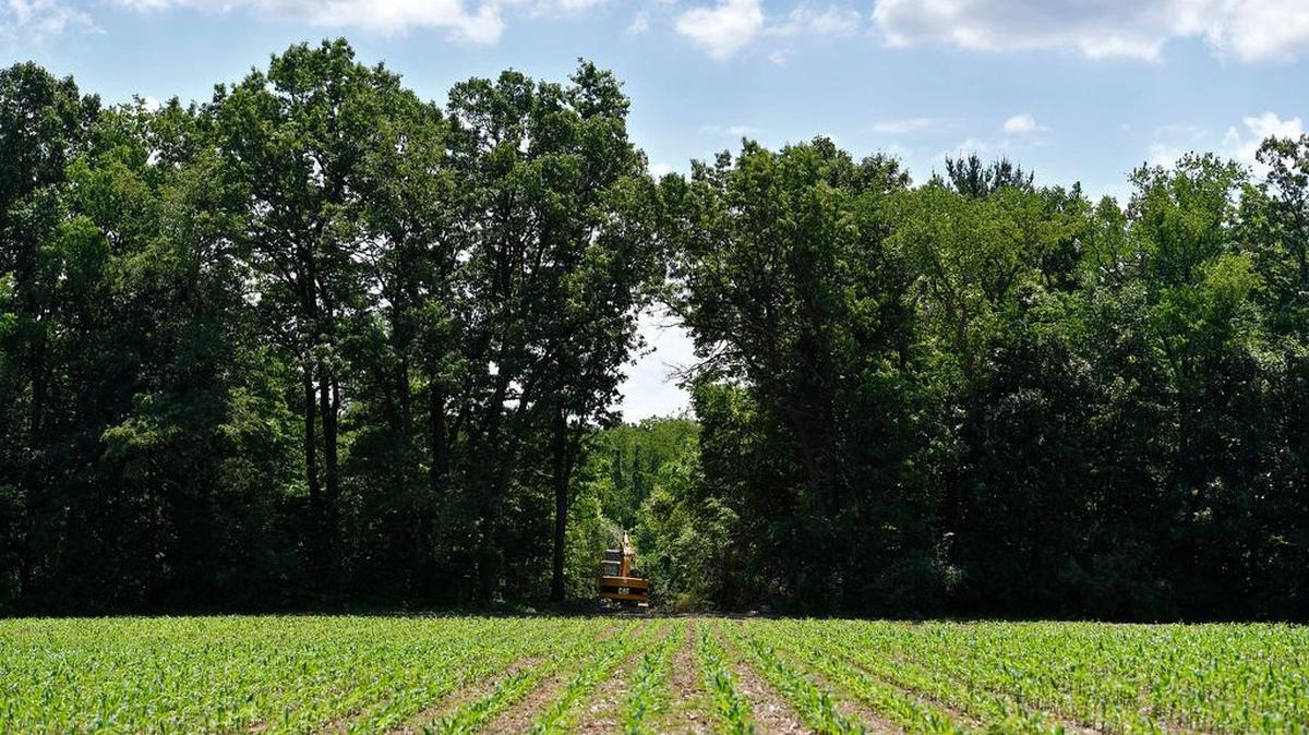 A hole in the tree line leads to the site where the airplane crashed. A plane approaching the University Park Airport from the east crashed into a wooded area on Thursday, June 16, 2016, killing two people.