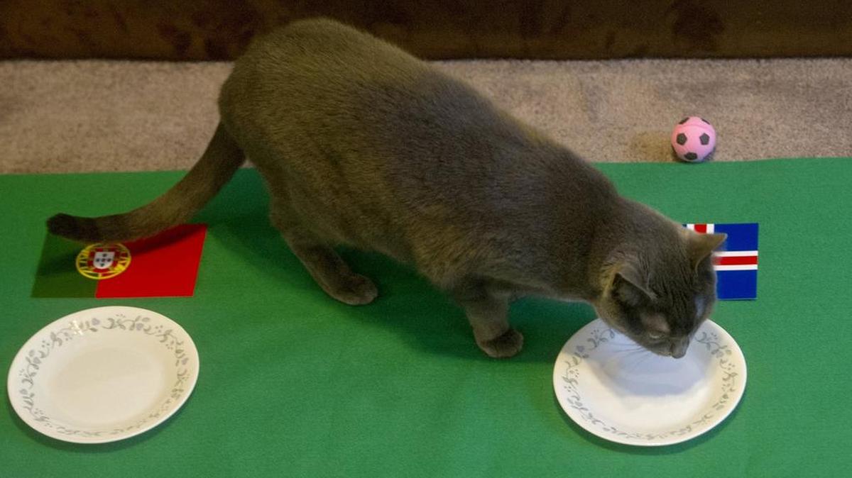 Dirk and Linda Copland’s family cat, Cass, is the star of YouTube videos choosing the winner of European Soccer games.
