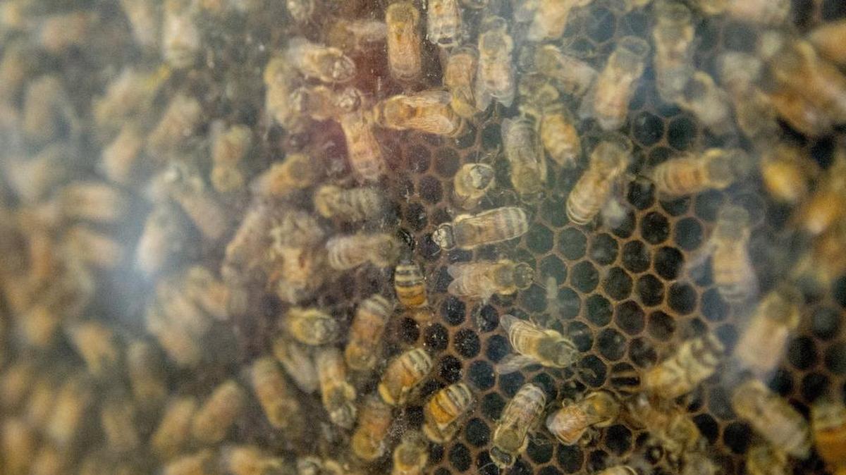Bellefonte borough has been designated as the first Bee Friendly PA Community in the commonwealth.