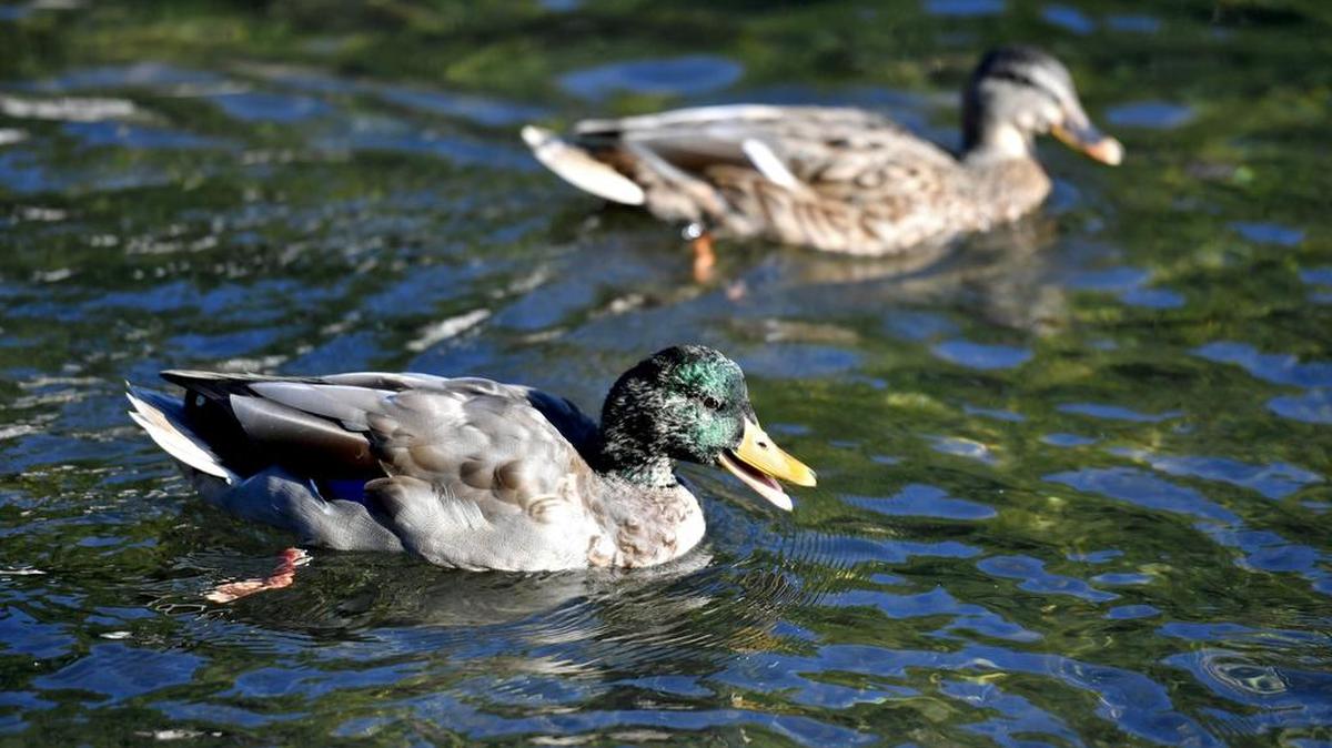 Some ducks at Talleyrand Park in Bellefonte tested positive for low pathogenicity avian influenza.