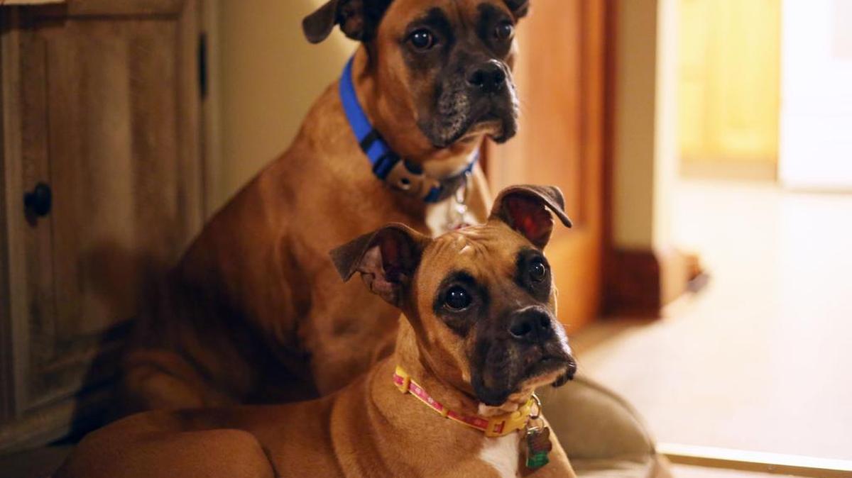 Maggie, left, and Gus sit for a photo inside their home Monday, Nov 7, 2016 in Bellefonte. Maggie was rescued from Spring Creek under Veteran's Bridge after getting trapped Friday night.