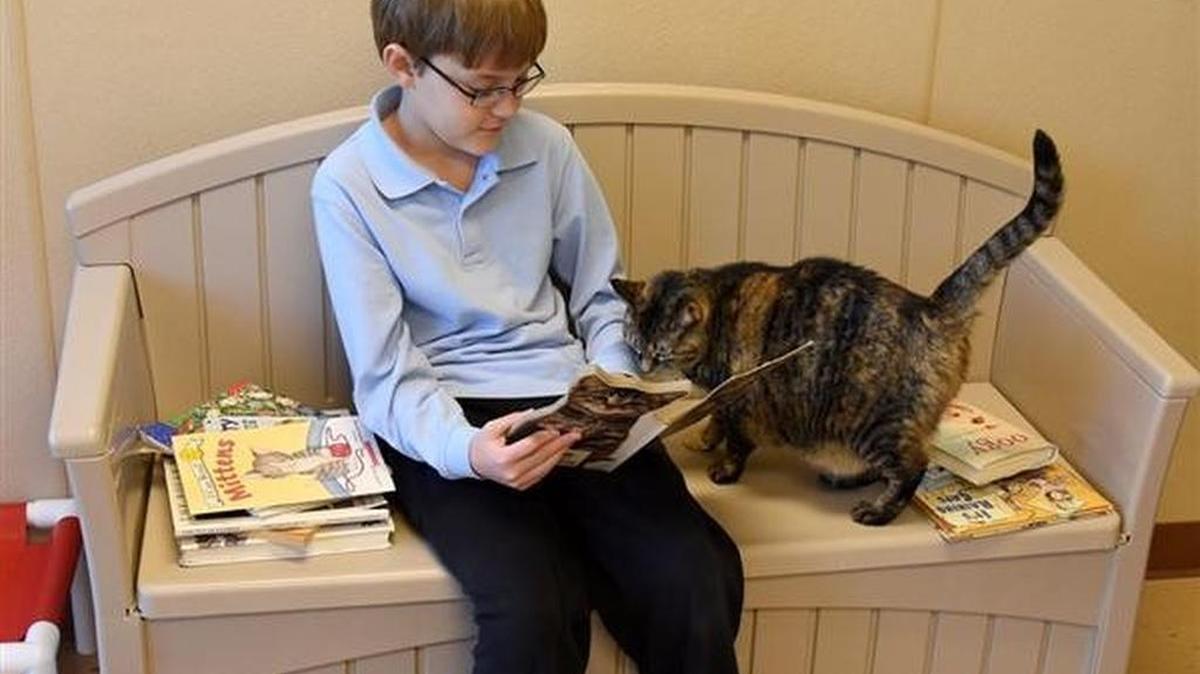 The Centre County PAWS Reading Program provides an opportunity for elementary-aged students to come to PAWS and read to cats, an activity that has proved beneficial to both parties.