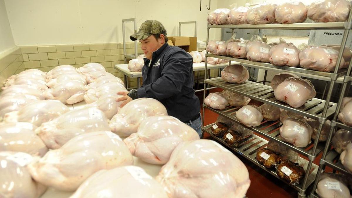 Penn State Poultry Science Club member Nathan Graybeal selects a turkey for a customer during the annual turkey sale on Monday, Nov. 23, 2015.