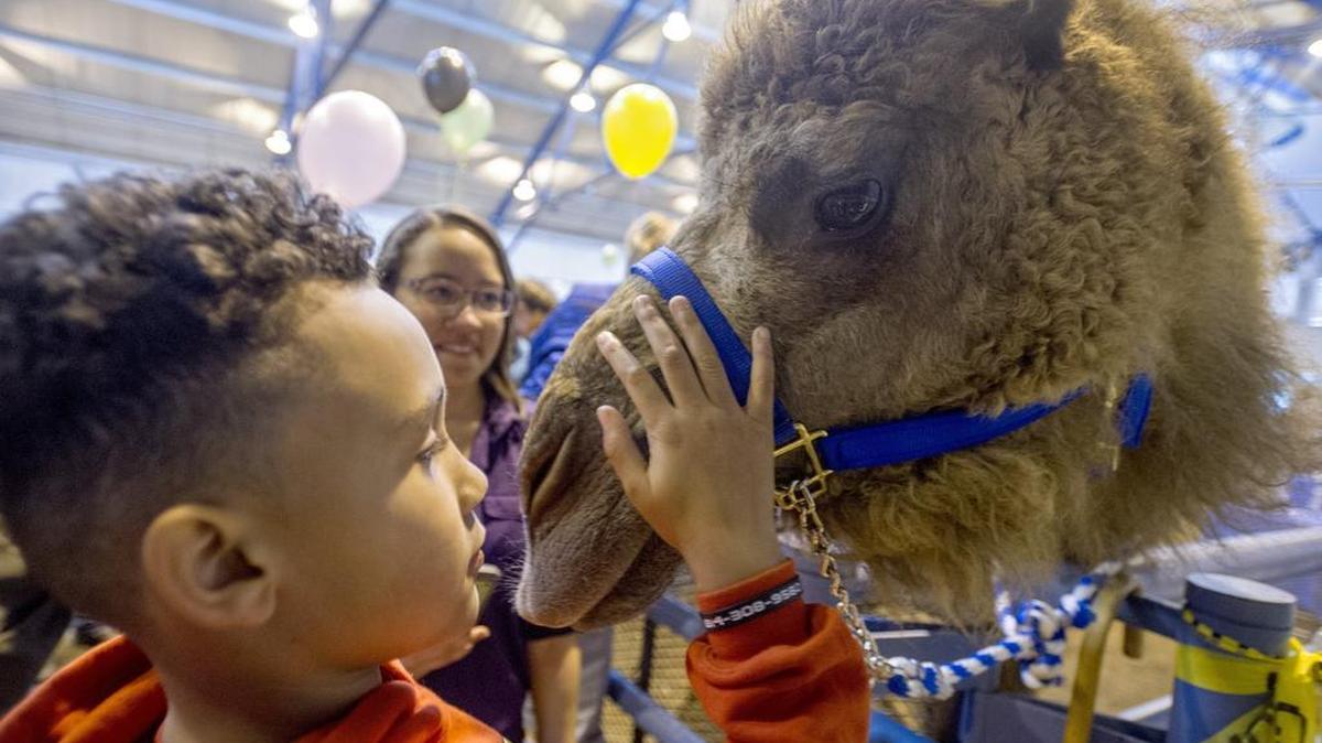 Deondre Shelley, 8, pets Kyley, a seven-year-old dromedary, on Saturday during the 17th annual Wild About Animals exhibit to benefit Centre Wildlife Care at Penn State’s Snider Agricultural Arena.
