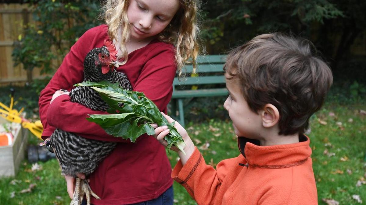 Zoe Salter, 9, and Noah Salter, 5, feed one of their chickens Monday at their home in State College. The Salters are among 26 families in the borough who’ve taken advantage of a decade-old ordinance allowing residents to raise chickens in their backyards.