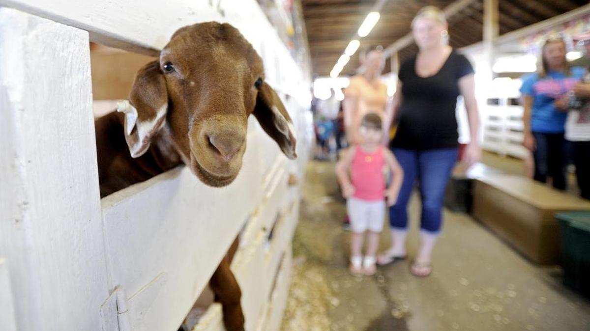 One of Derek Bierly’s goats checks out the visitors as they pass by in the goat barn during the Centre County Grange Encampment and Fair on August 22. Goats could come to downtown State College in a proposed petting zoo project.