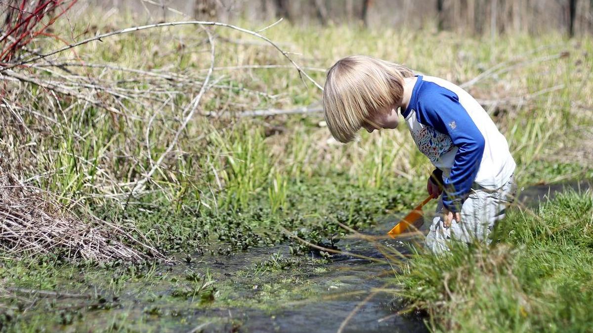 Marten Woods, 2, looks for macroinvertebrates in the creek during Centre Region Parks and Rec’s Earth Day Birthday celebration Sunday at Millbrook Marsh Nature Center.