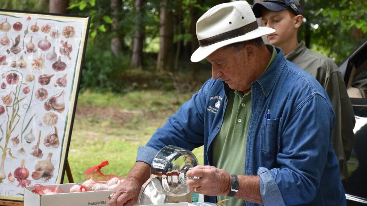 Anton Hatfield-Nicholson, of Juniata Stinking Rose, peels garlic on Sunday for the Herb and Garlic Festival at the Boal Mansion Museum in Boalsburg.