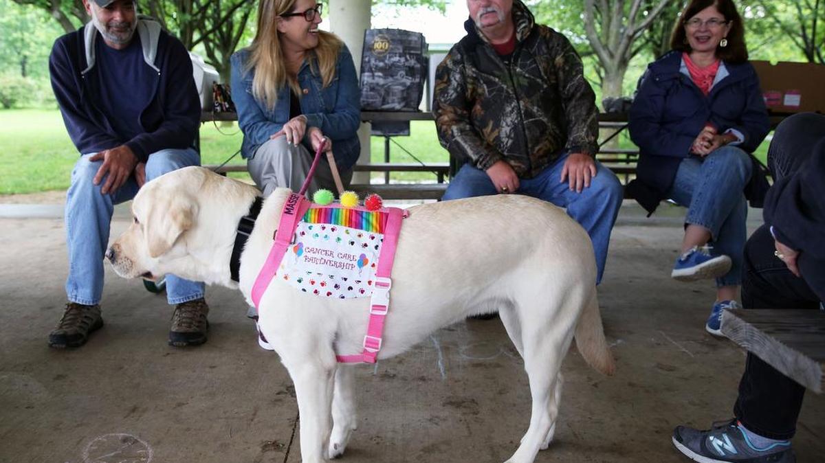 Massey the therapy dog hangs out during the Cancer Survivors’ Association picnic on Sunday at Tom Tudek Memorial Park.